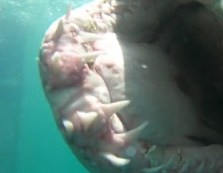 Virales Video „Taucher Ewan Wilson übersteht unbeschadet eine Hai-Attacke an der Küste von Mossel Bay in Südafrika und filmt es mit seiner GoPro-Kamera“