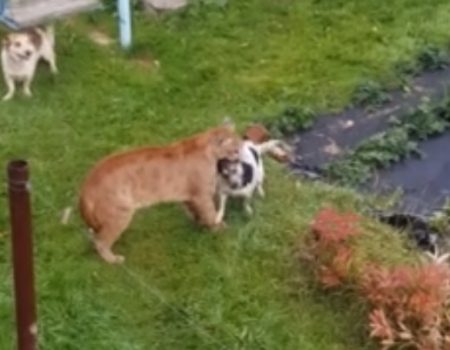 Virales Video „Zwei Hunde überleben den Besuch eines entlaufenen Pumas in Moskau, Russland dank des mutigen Einsatzes des Hundebesitzers“