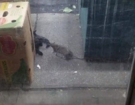 Virales Video „Riesige Ratte aus Brooklyn, New York zeigt dass sie aus der Bronx kommt und vertreibt eine Katze aus ihrer Hood“