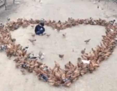 Virales Video „Liebeserklärung eines Bauern aus der chinesischen Stadt Longnan: Hühner formen sich zu einem Herz im Auftrag der Liebe“