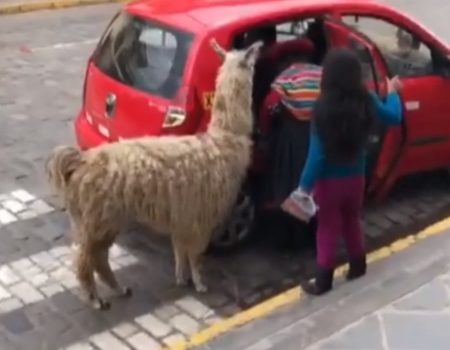 Virales Video „Wie ein Lama in ein kleines Taxi einsteigt, als wäre es das Normalste auf der Welt, wurde im südamerikanischen Peru beobachtet“