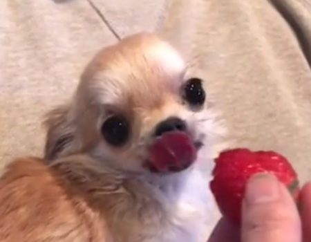 Virales Video „Nur ein zwei Jahre alter japanischer Chihuahua aus Tokio der sich am Abend eine kleine Erdbeere gönnt“