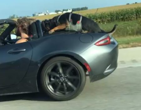 Virales Video „Hund fährt in Ohio, Amerika zwischen Jeffersonville und Columbus ungewöhnlich in einem Sportwagen mit“