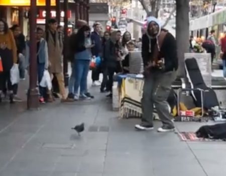 Virales Video „Taube groovt mit dem Straßenmusiker Wylie J. Miller auf den Straßen von Melbourne Victoria, Australien im Takt“