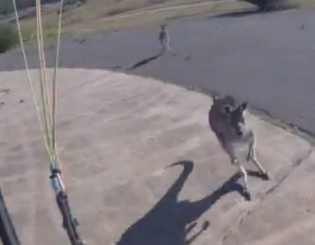 Virales Video „Känguru begrüßt Paragleiter mit einem eher unfreundlichen Faustschlag ins Gesicht in Canberra, Australien“