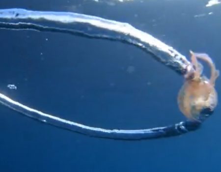 Virales Video „Seltene Aufnahme auf Menorca, Spanien zeigt wie eine Baby-Qualle von einem Blasenring erfasst wird“