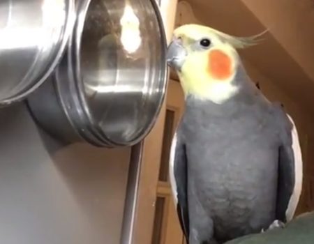 Virales Video „Kleiner Nymphensittich-Vogel singt zu seinem eigenen Beat und unterhält in der Küche die ganze Familie“